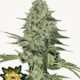 Семена конопли RHINO RYDER Auto от Fast Buds